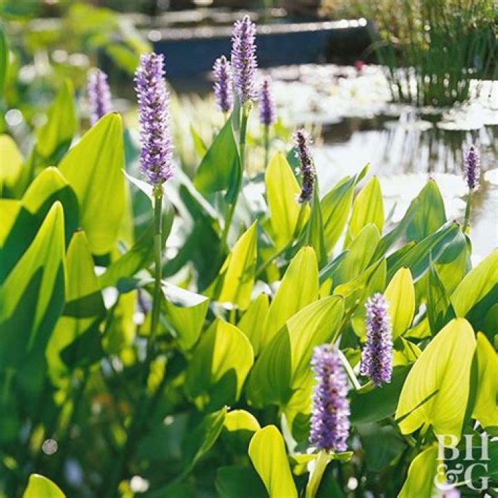 How to plant pickerel weed?