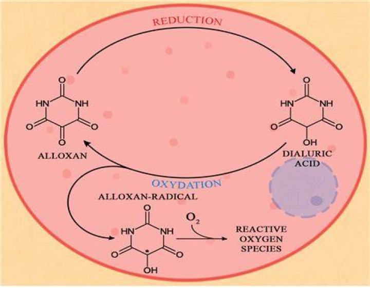 How to prepare alloxan solution?
