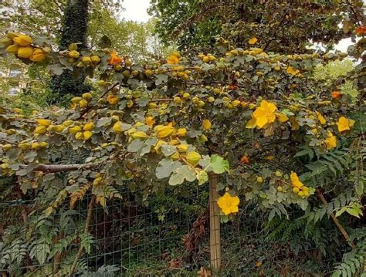 How to propagate fremontodendron?