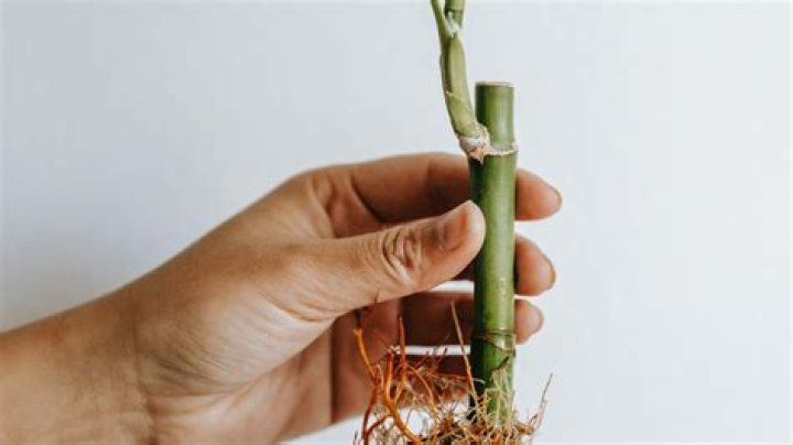 How to propagate quisqualis?