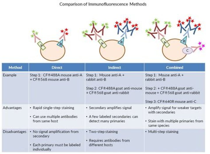 How to quantify immunofluorescence staining?