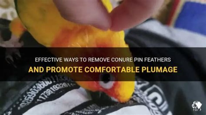 How to remove pin feathers from duck?