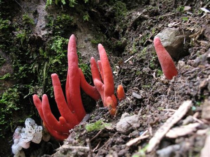 How to treat podostroma cornu-damae?