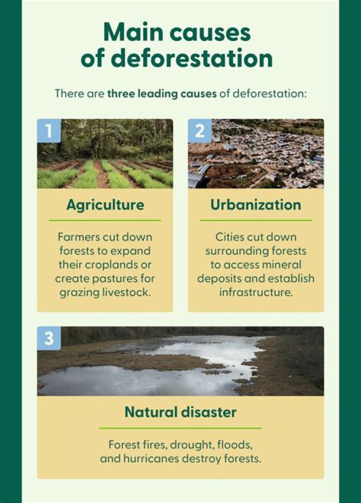 How urbanization causes deforestation?