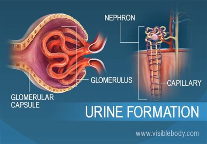 How urine is produced?