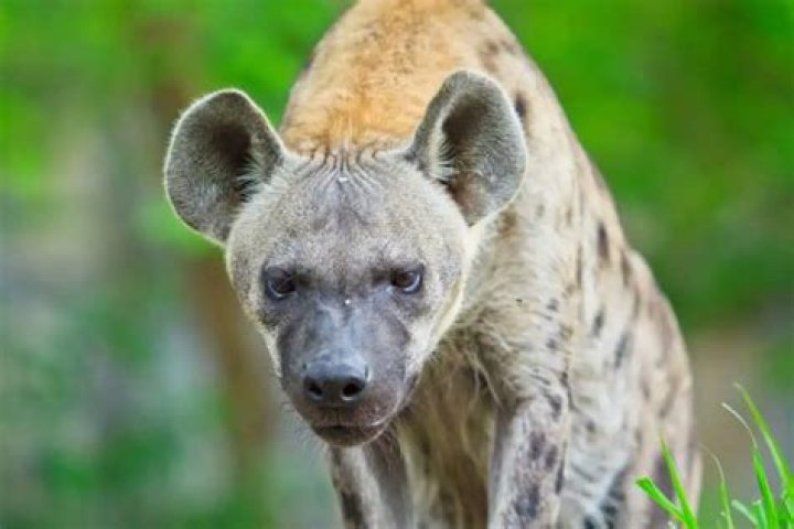 How vicious are hyenas?