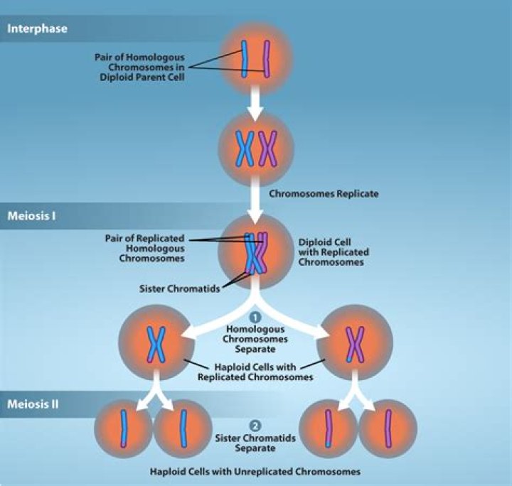 How would a tetraploid organism be formed?