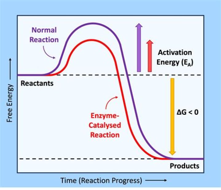 In all exergonic reaction?
