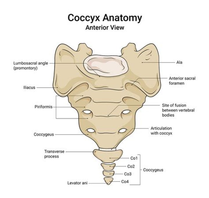 In anatomy what is coccyx?