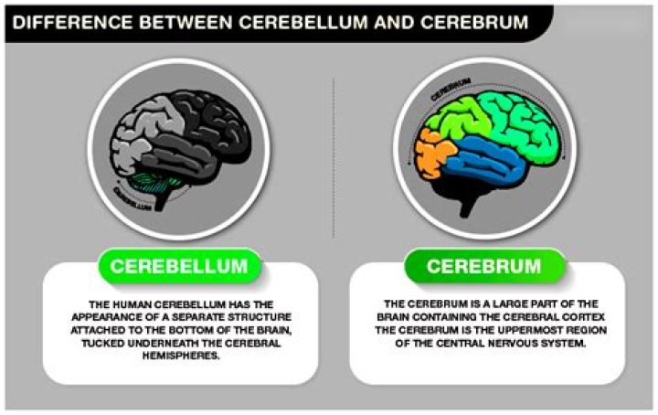In cerebrum and cerebellum?