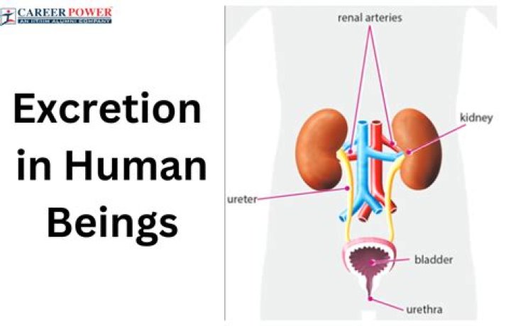 In crustaceans the excretory functions are performed by?