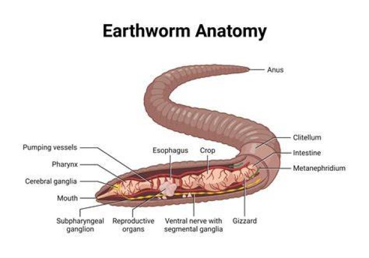 In earthworm photoreceptor organs present on?