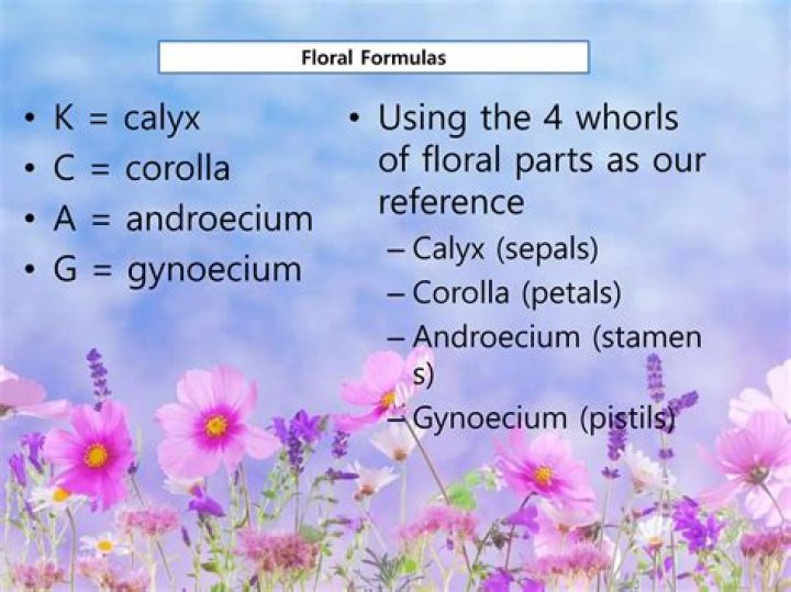 In floral formula k denotes?