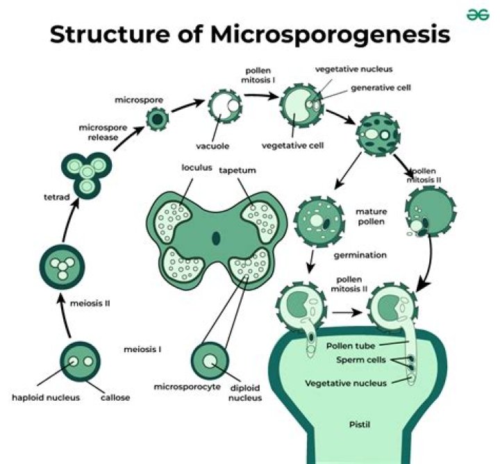 In grasses what happens in microspore mother cell?