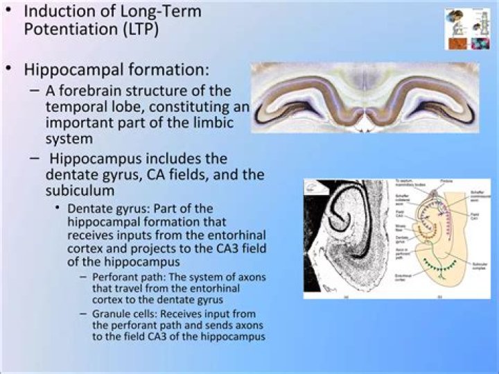 In hippocampal long term potentiation?