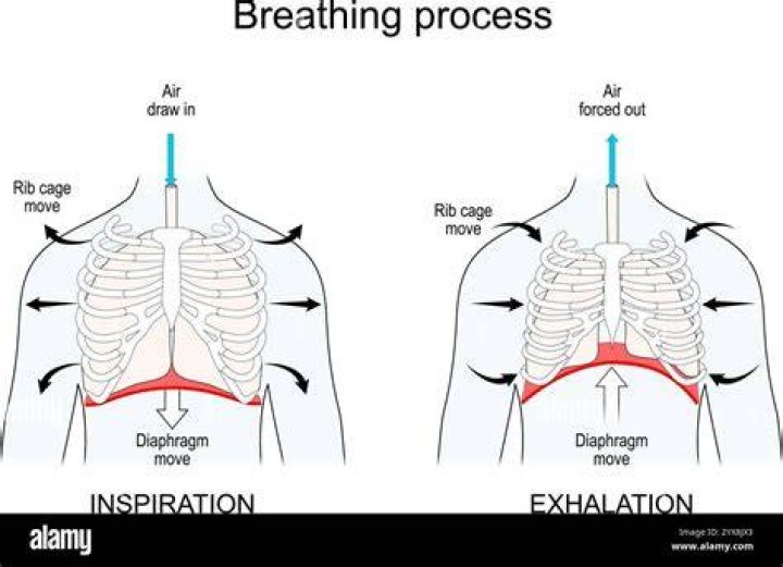 In humans at the time of exhalation the diaphragm?