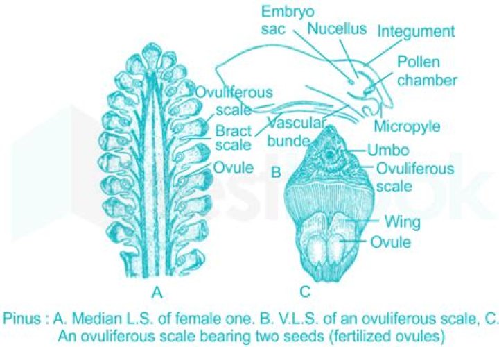 In pinus ovuliferous scale is?