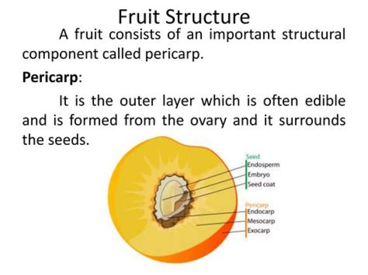 In simple fruits pericarp is developed from?