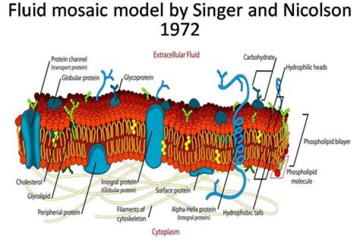 In singer and nicolson model?