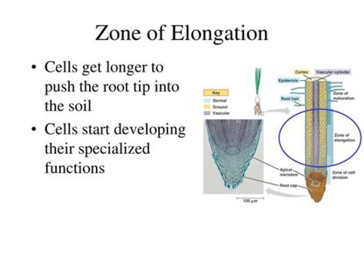 In the zone of elongation?