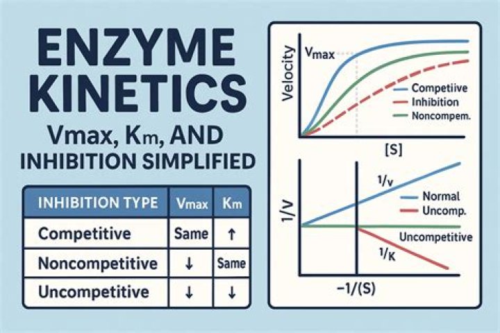 In uncompetitive inhibition the vmax and km?