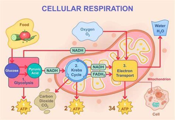 In what does cellular respiration occur?