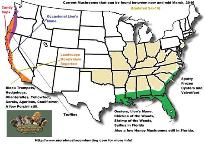 In what states do morel mushrooms grow?