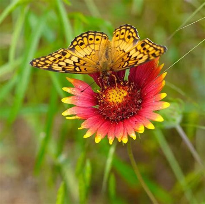 Indian blanket flower in texas?