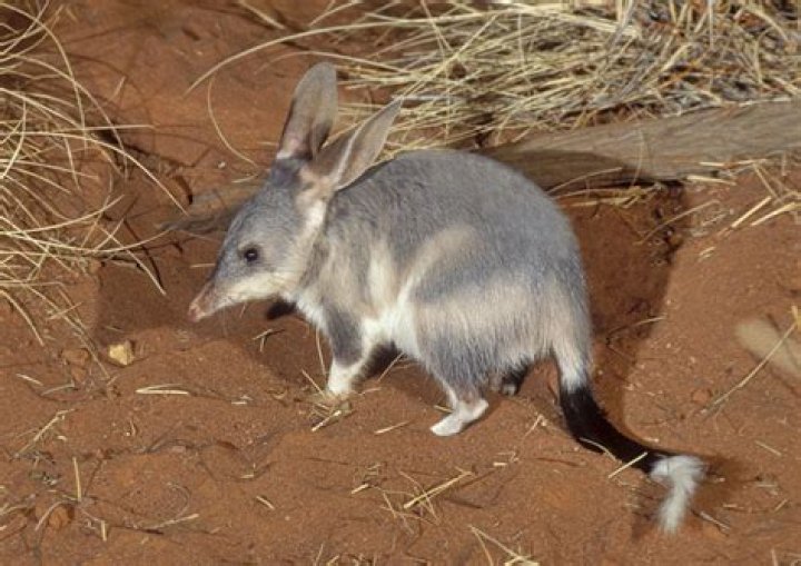 Is a bandicoot a macropod?