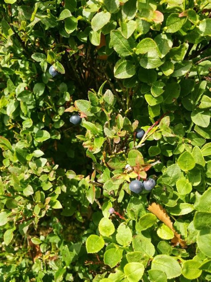 Is a blaeberry a blueberry?