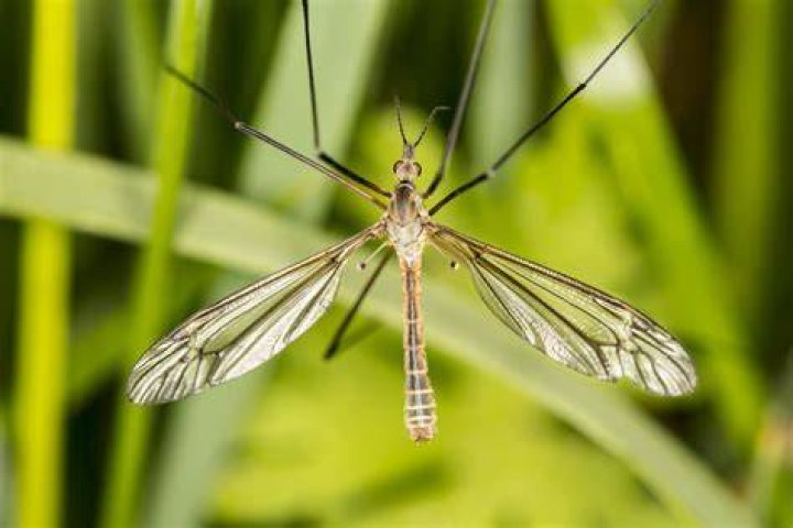 Is a crane fly a fly?