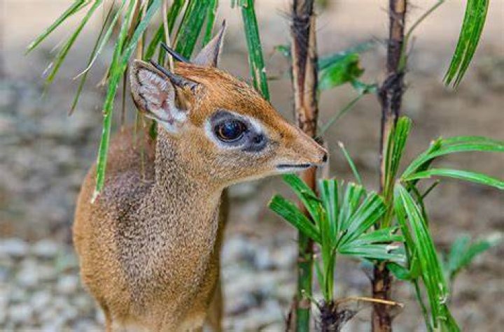 Is a dik dik a deer?