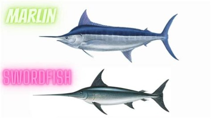 Is a marlin a swordfish?