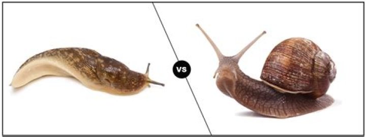 Is a slug or snail faster?