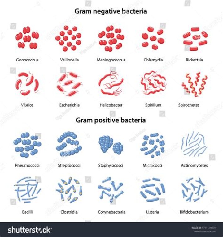 Is albicans gram positive or negative?