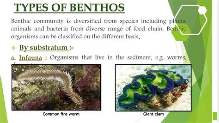 Is benthos in the dictionary?