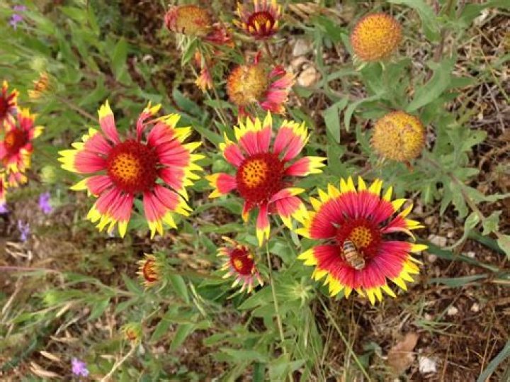 Is blanket flower native to florida?