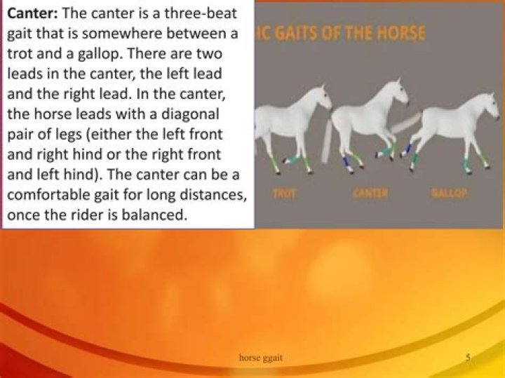Is canter faster than gallop?