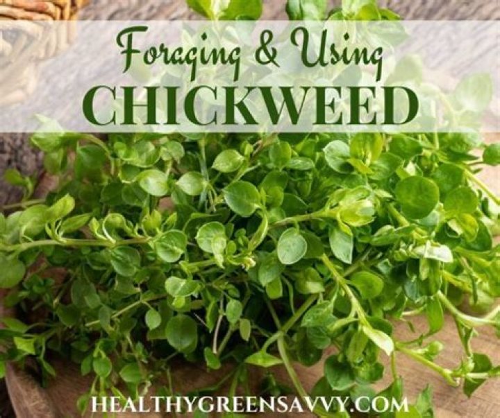 Is chickweed edible for humans?