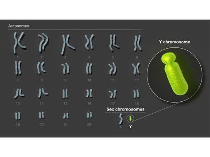 Is chromosome the smallest?