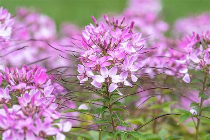 Is cleome plant poisonous?