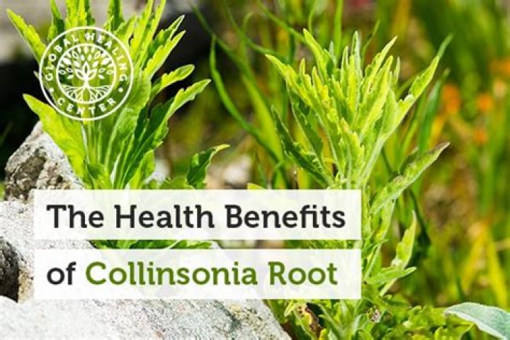 Is collinsonia root safe?