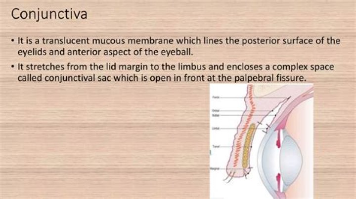 Is conjunctiva a mucous membrane?