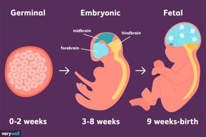 Is fetuses a parasite?