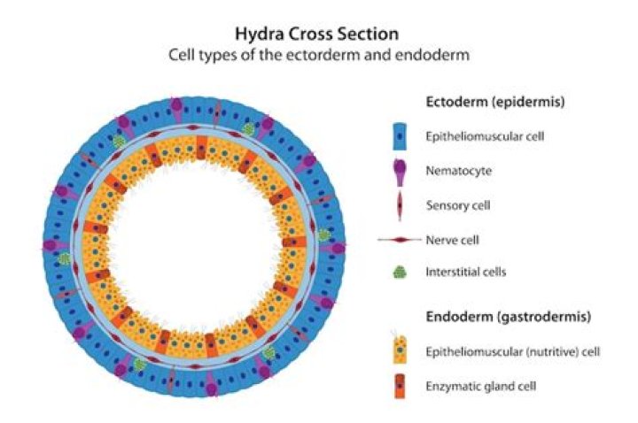 Is gastrodermis the same as endoderm?