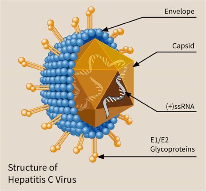 Is hepatitis c a virus?