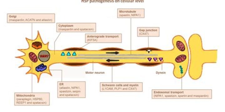 Is hereditary spastic paraplegia a disability?