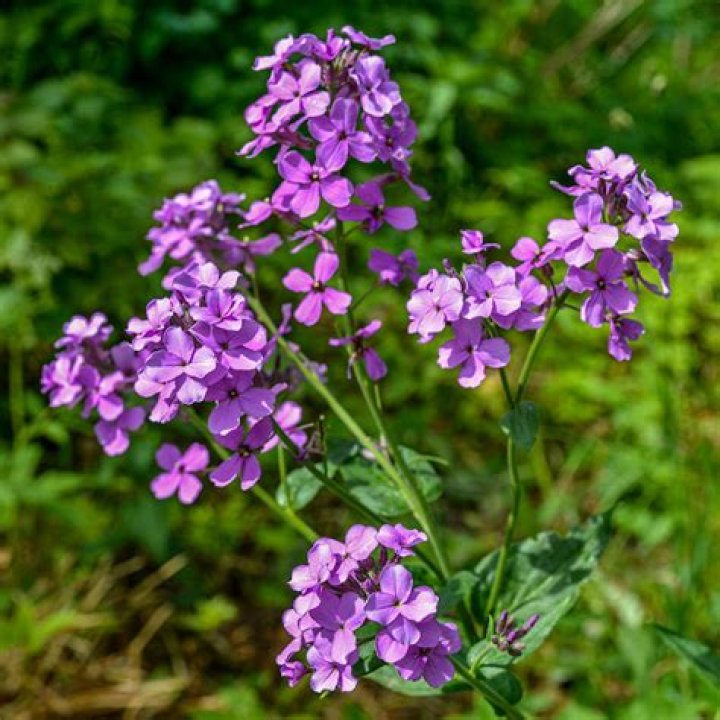 Is hesperis matronalis a weed?