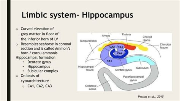 Is hippocampus grey matter?