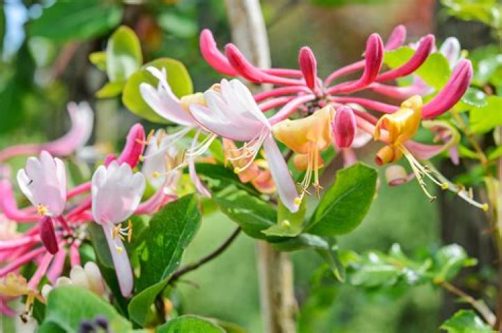 Is honeysuckle a tree?